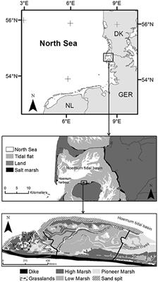 Changing Sediment Dynamics of a Mature Backbarrier Salt Marsh in Response to Sea-Level Rise and Storm Events